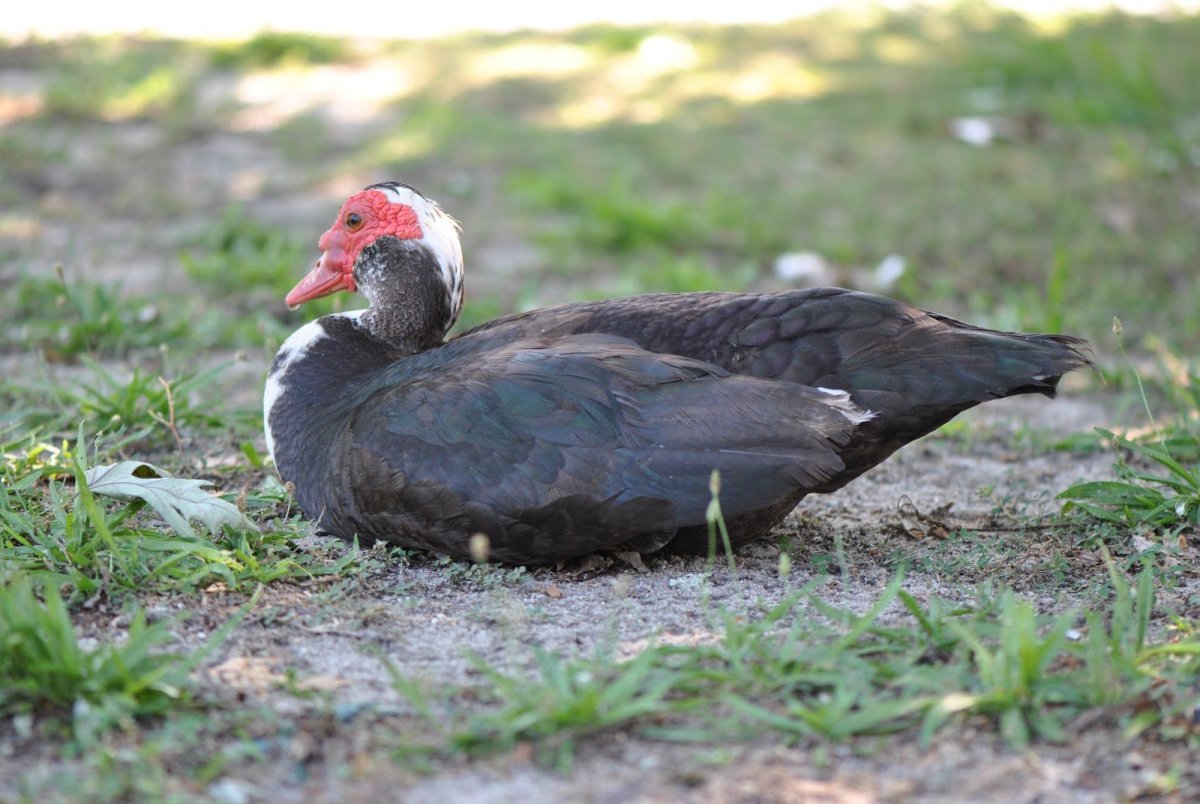 Bronze Chocolad Muscovy Ducks ”