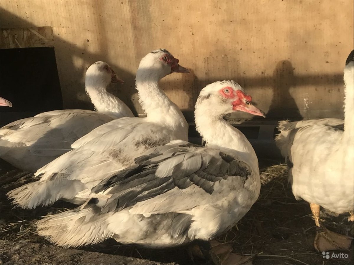 Мускусная утка белая Франция