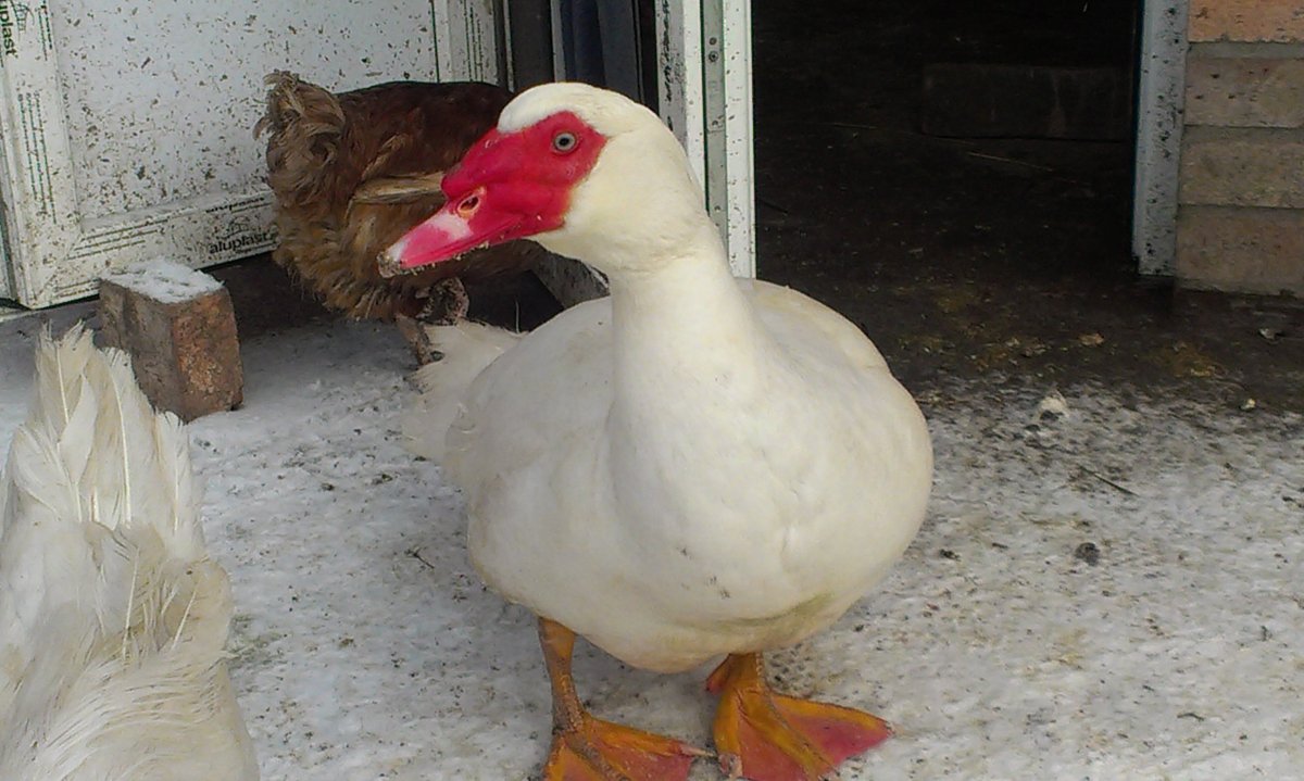 Мускусные индоутки