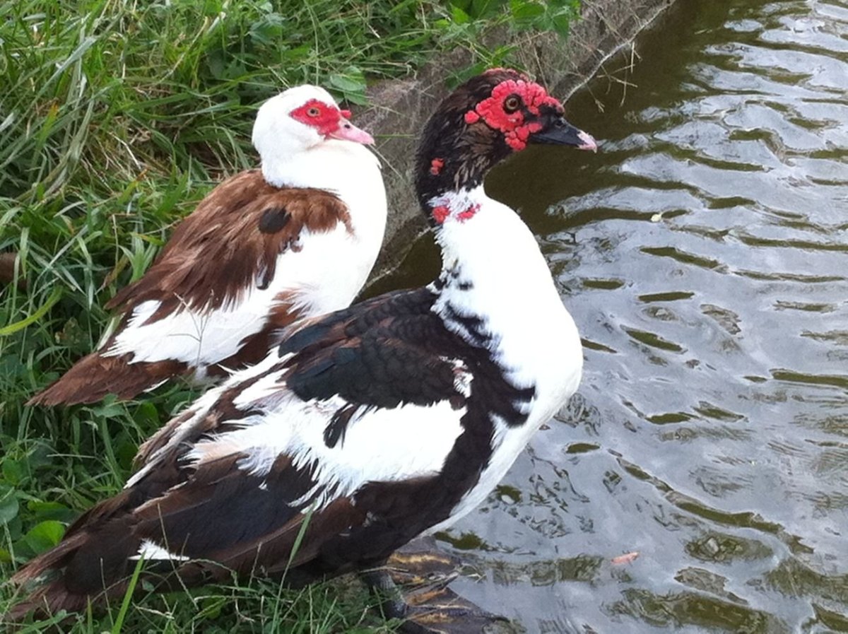 Французские мускусные утята