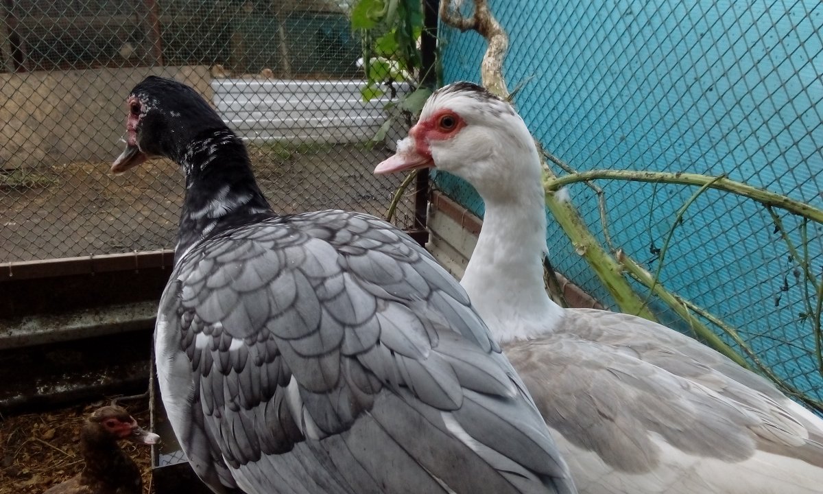 Голубая мускусная индоутка