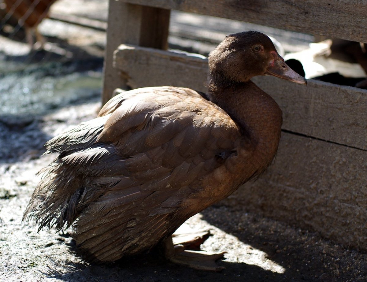 Индоутки мускусные утки