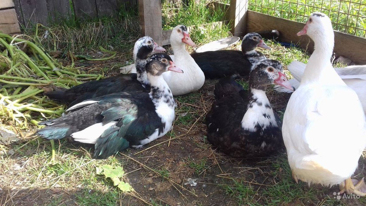 Утки мускусные красный.бык