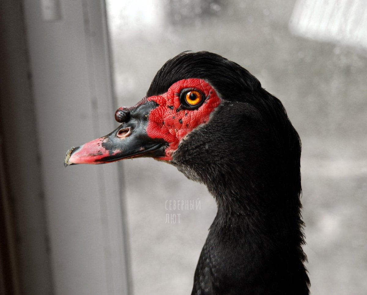 Французская мускусная утка