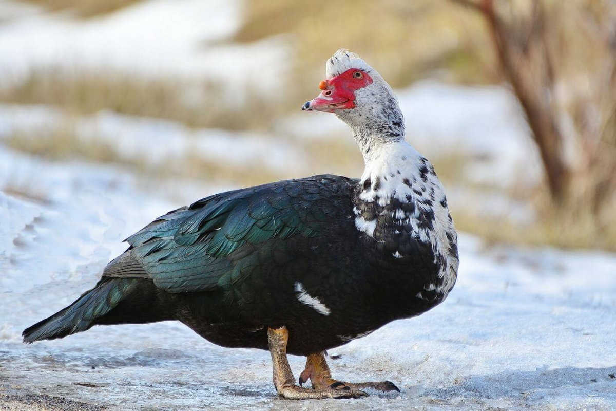 Мускусная утка утята