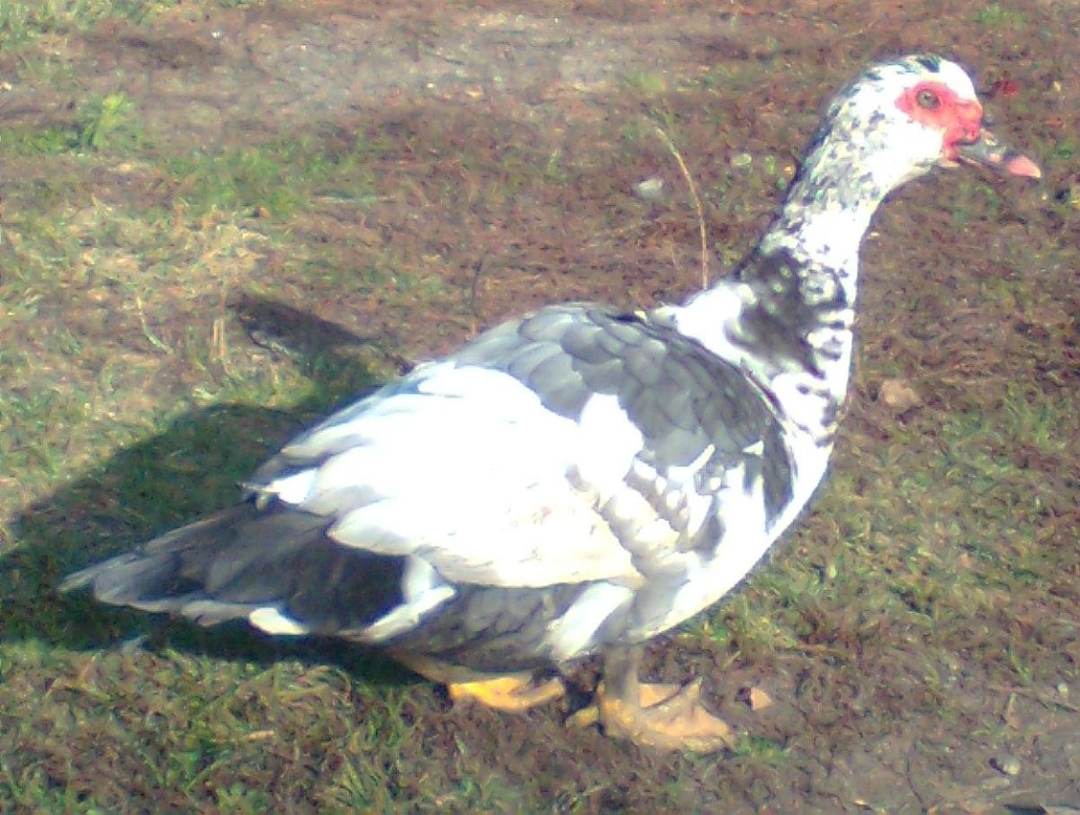 Утка мускусная barbarie