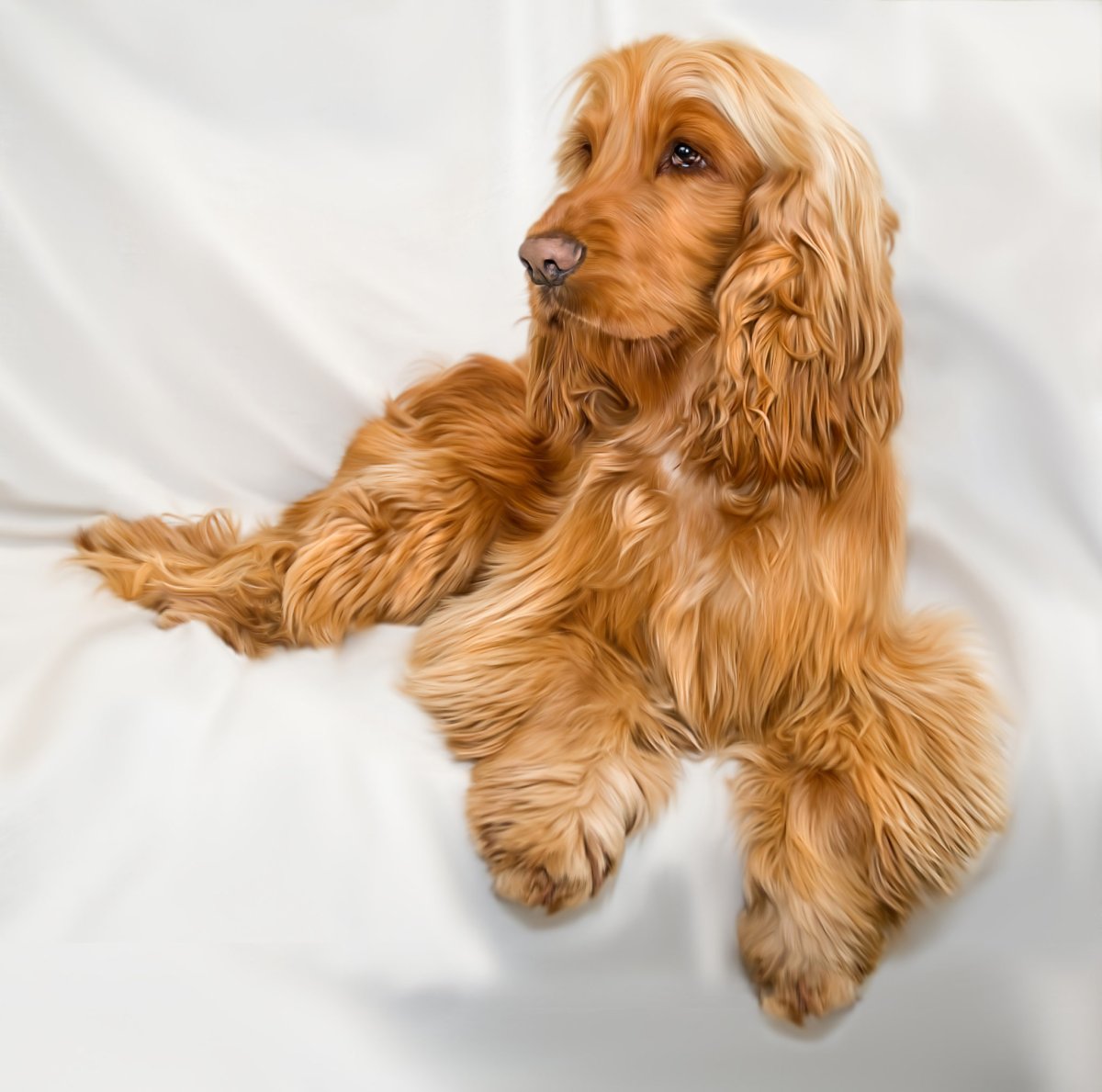 Кокер спаниель белый