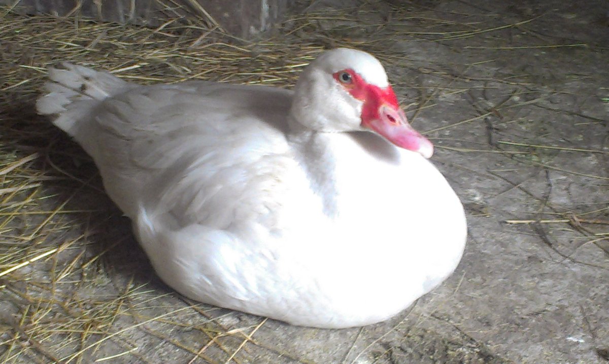 Лавандовые утки мускусные