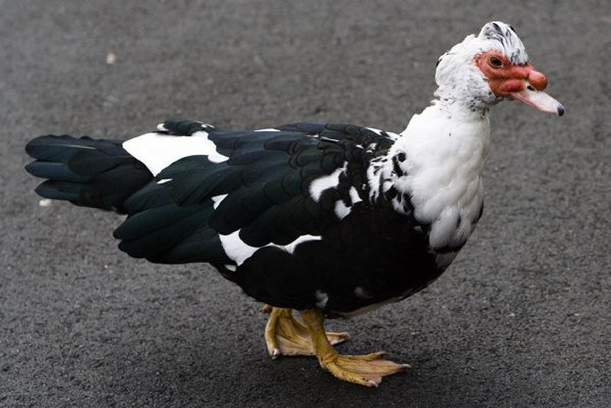 Индоутки мускусные утки