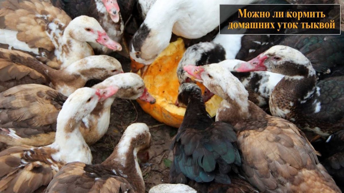 Мускусная утка красный бык