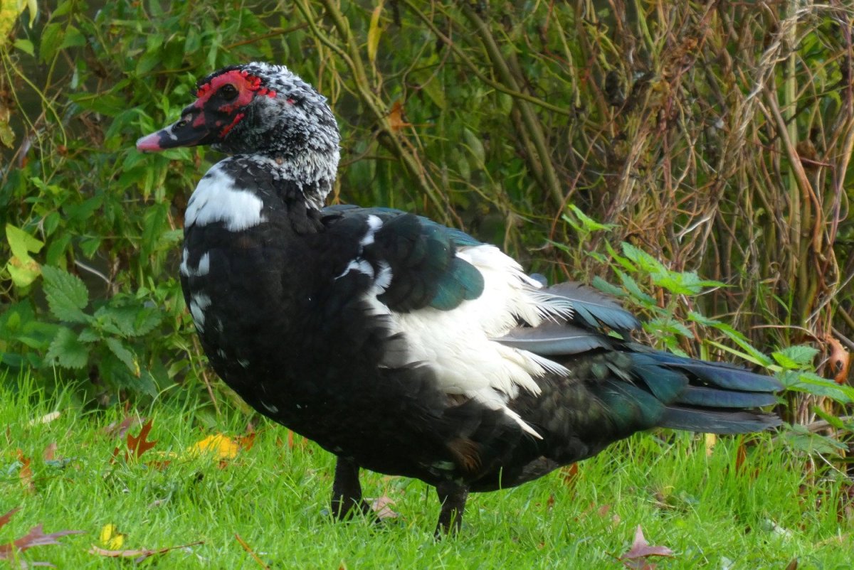 Индоутка мускусная