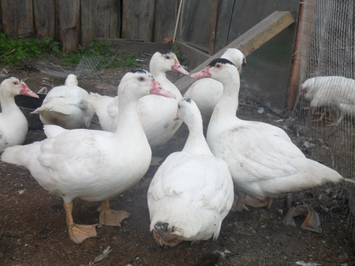 Голубая индоутка