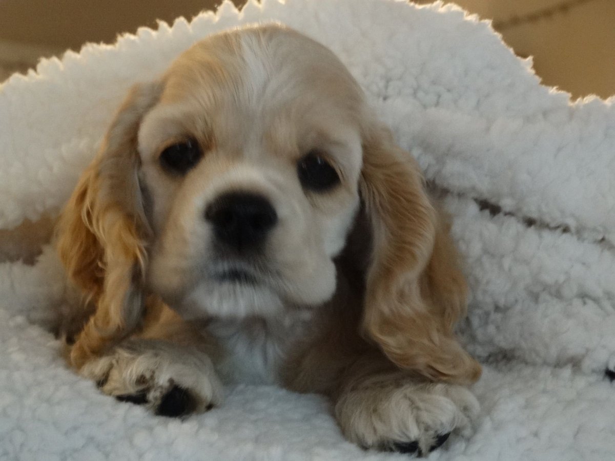 Американский кокер спаниель