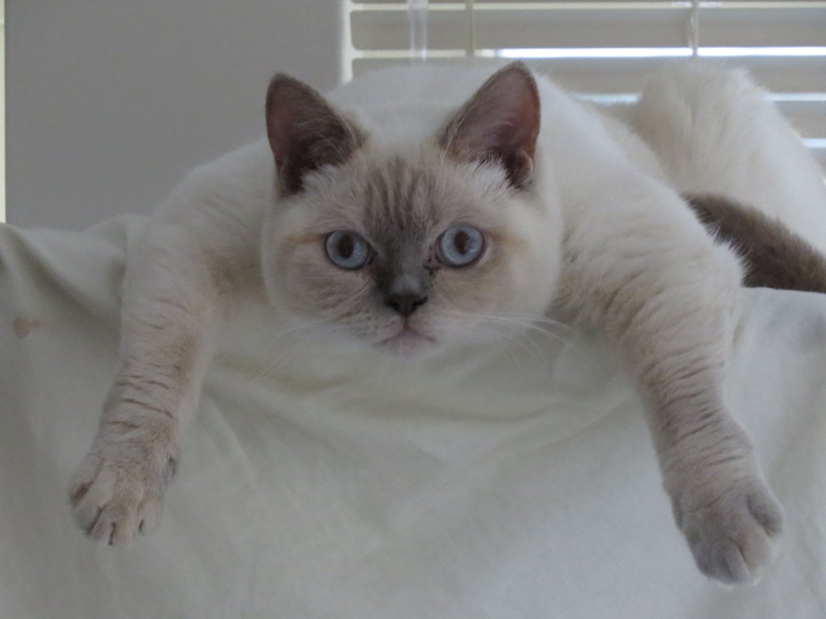 Британский кот Лилак Пойнт