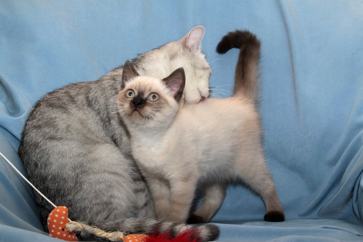 Британская короткошёрстная колор Пойнт