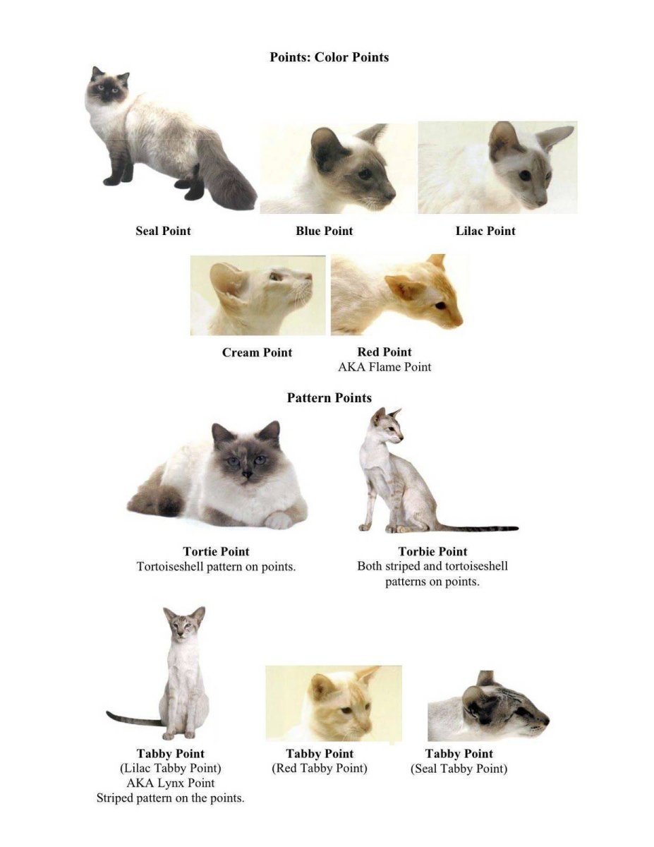 Таблица смешения окраса у кошек