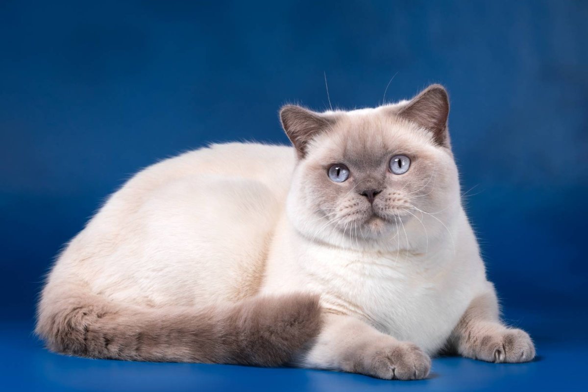 Британская кошка колор Пойнт