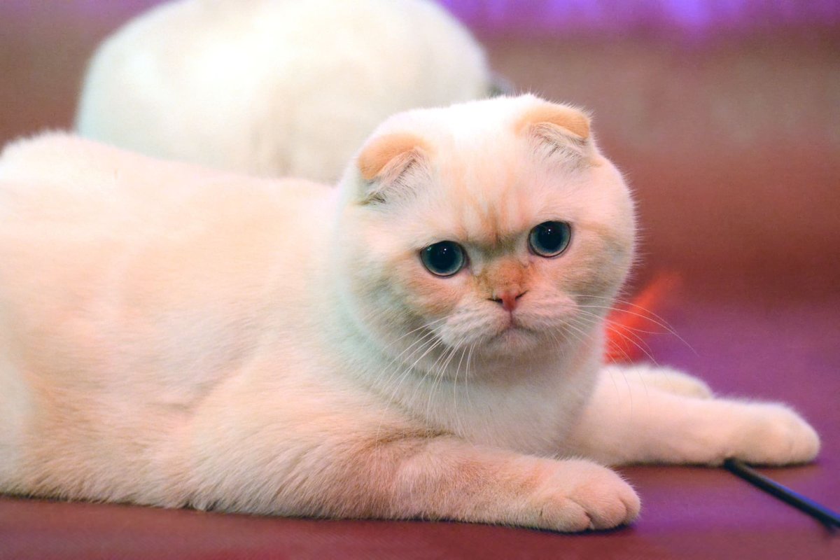 Шотландская вислоухая кошка ред Пойнт