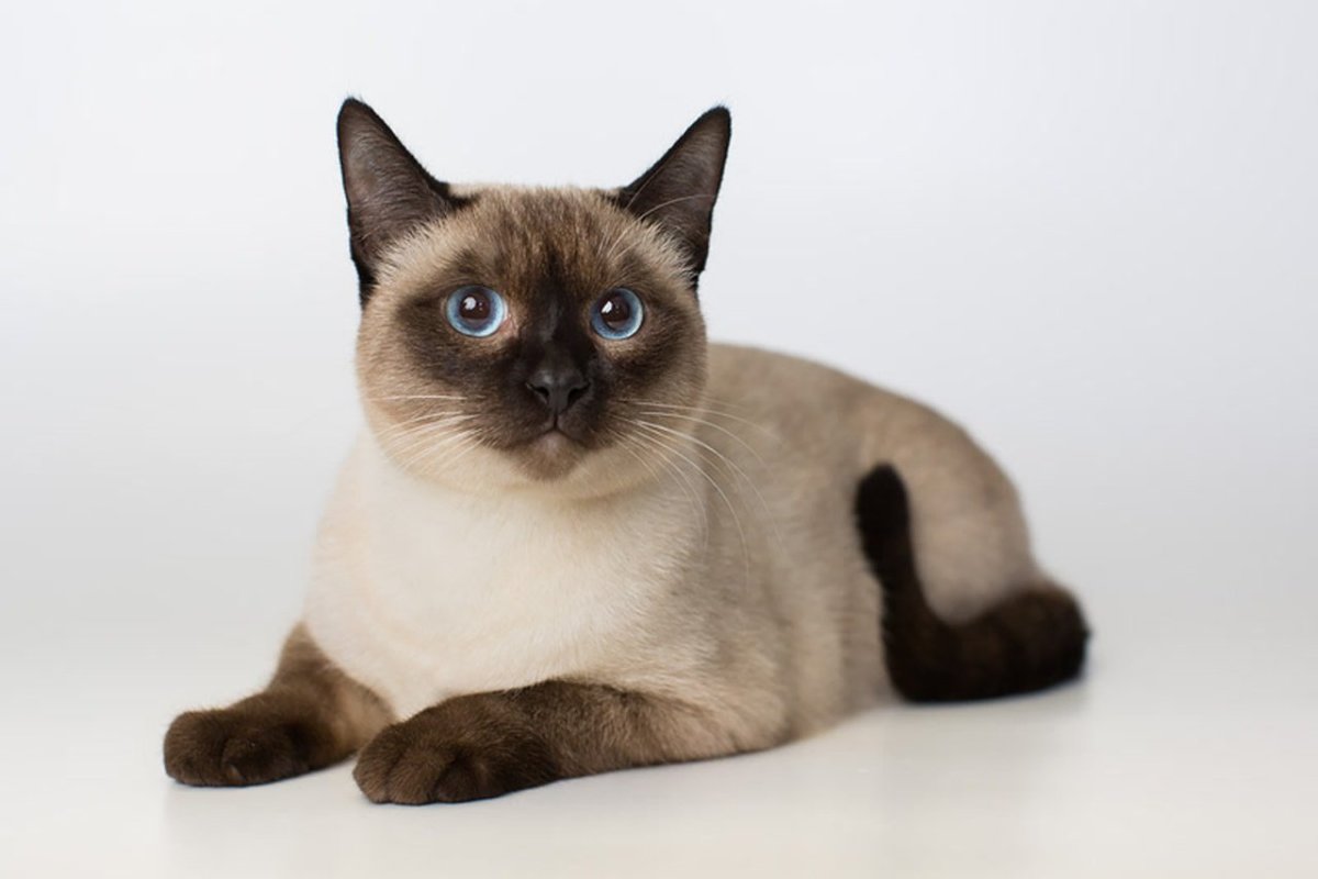 Тайский колор Пойнт