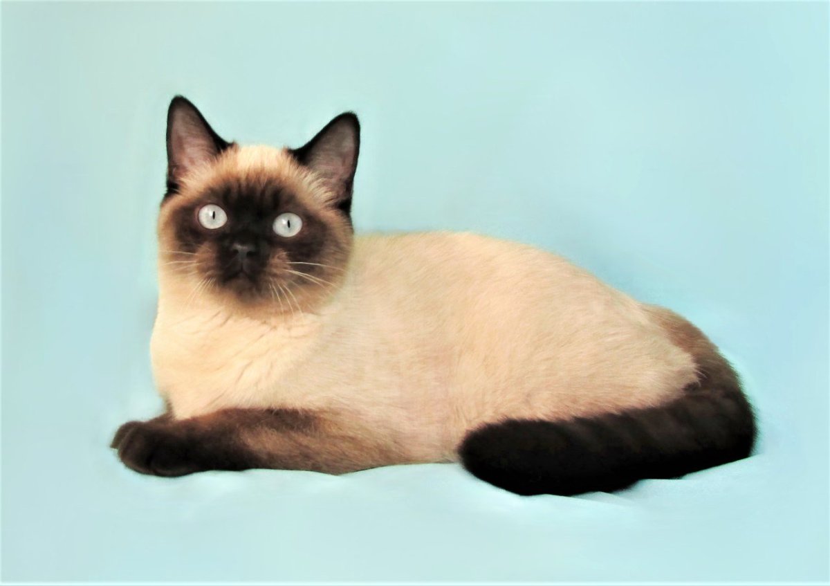 Скоттиш страйт сил пойн