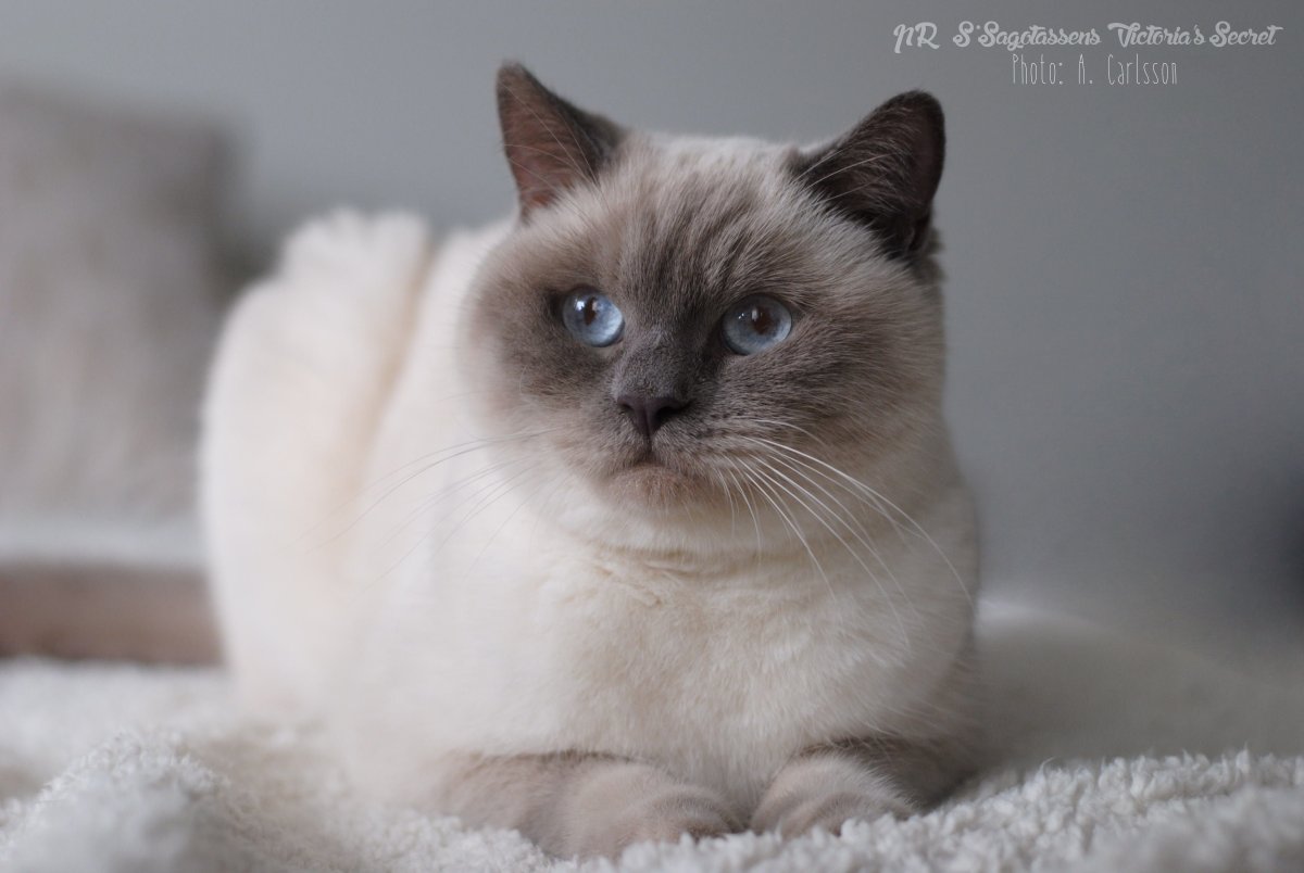 Британская кошка колор Пойнт