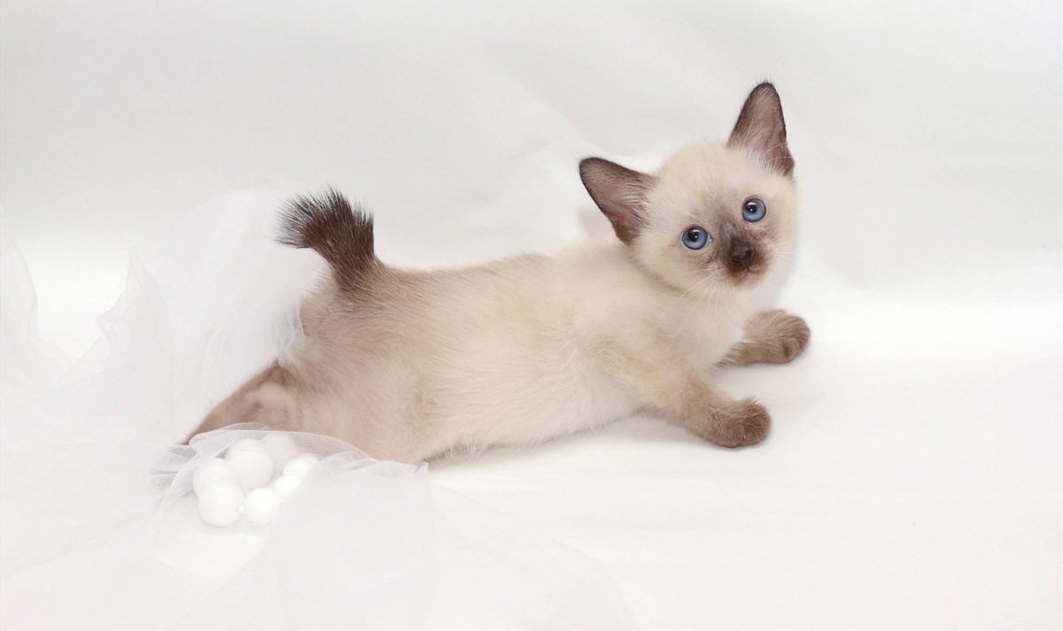 Меконгский бобтейл