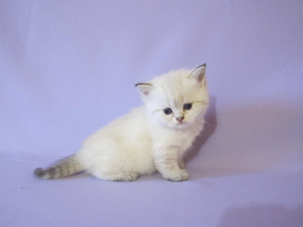 Котенок британец колор Пойнт