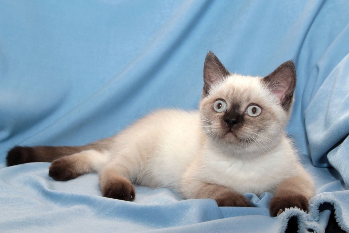 Британский колор Пойнт кот