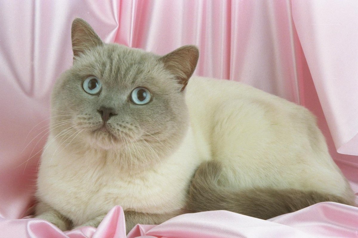 Колор-Пойнт кошка короткошерстная