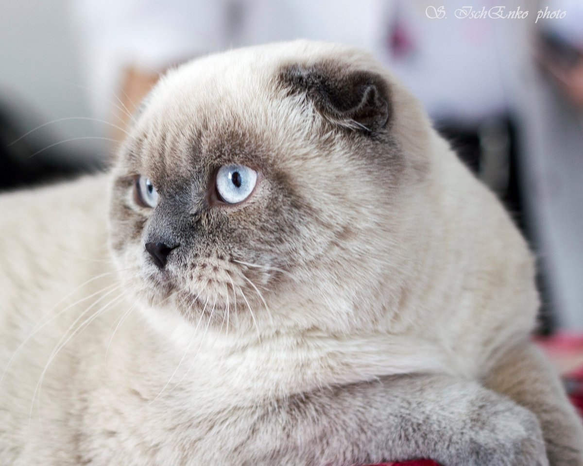 Блю поинт шотландский вислоухий