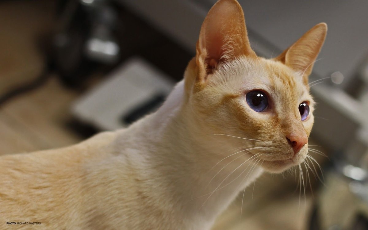 Короткошерстный колорпоинт