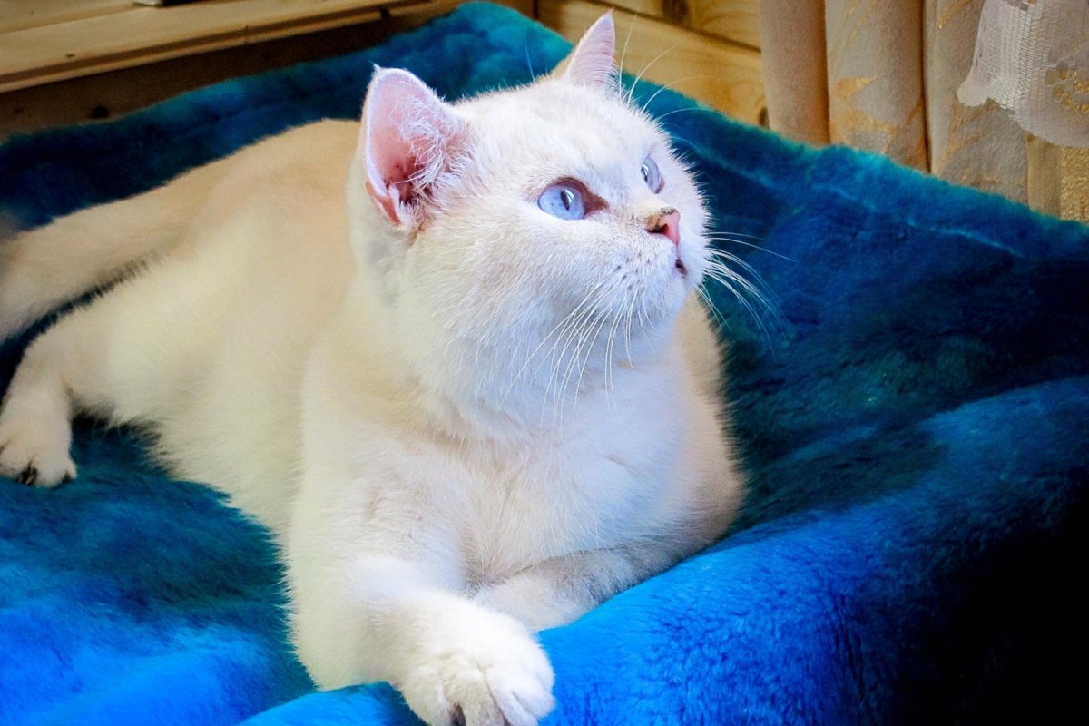 Колор-Пойнт кошка короткошерстная