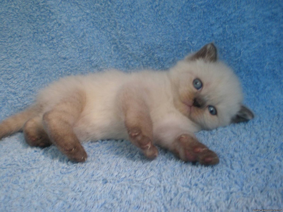 Сиамский колор-Пойнт британец