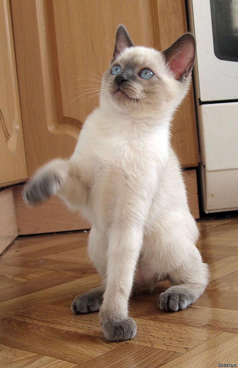 Блю Пойнт тайская 2месяца