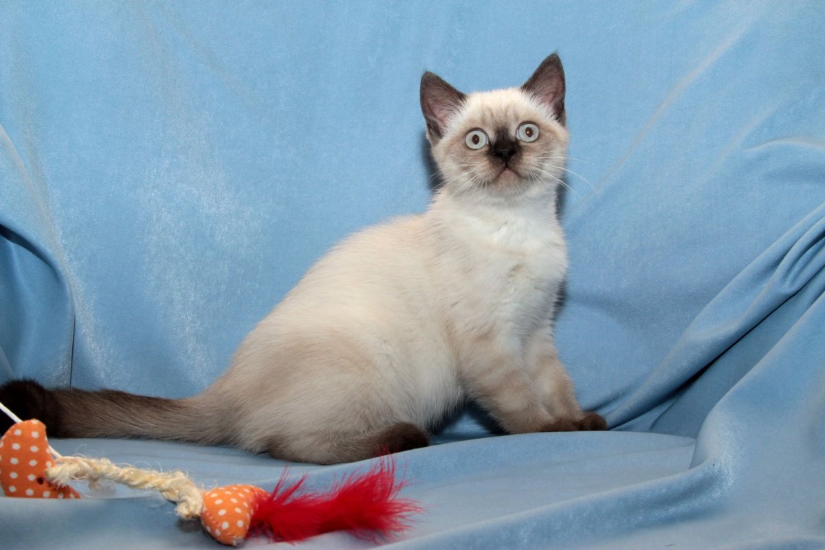 Британка колор Пойнт короткошёрстная