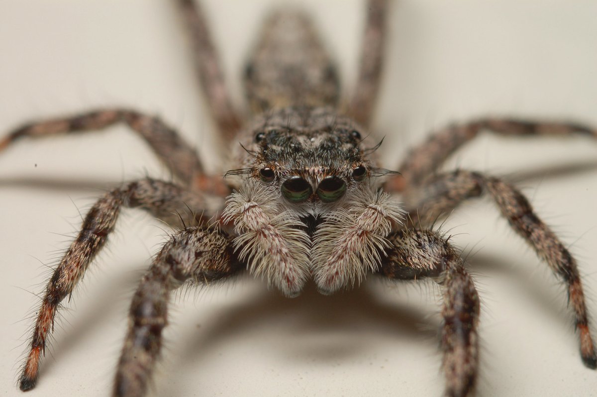 Ядовитые пауки в Дагестане