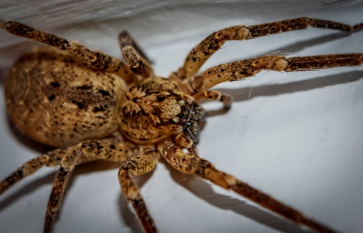 Паук Zoropsis spinimana