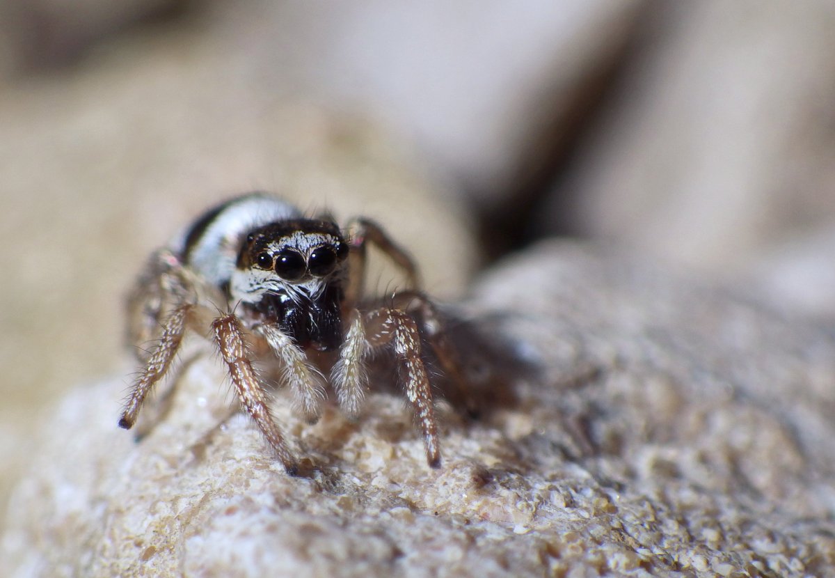 Турецкий паук