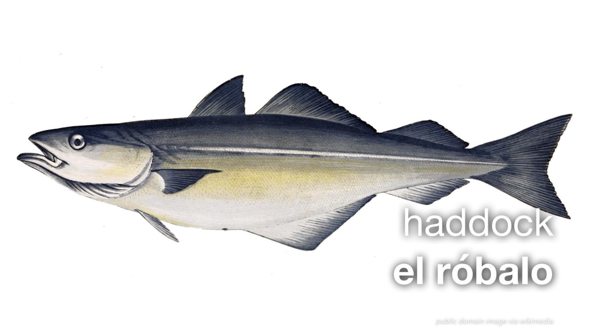 Атлантическая треска - Gha gadus morhua