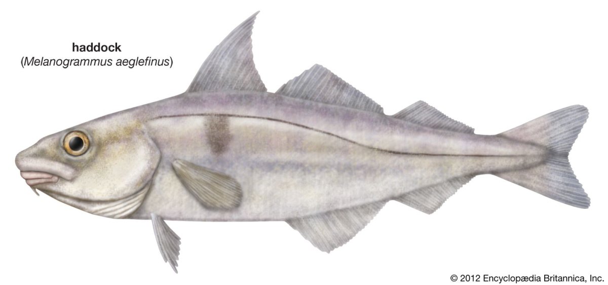 Пикша (Melanogrammus aeglefinus)