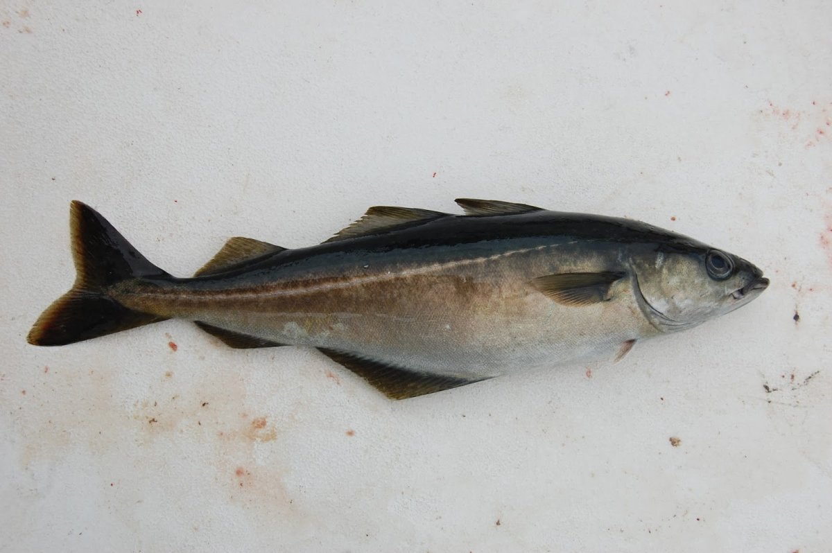 Сайда и пикша