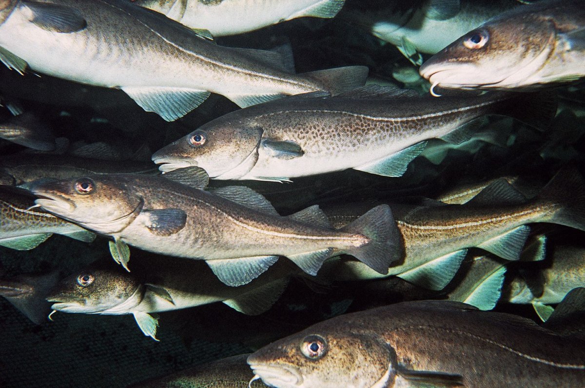 Пикша атлантическая