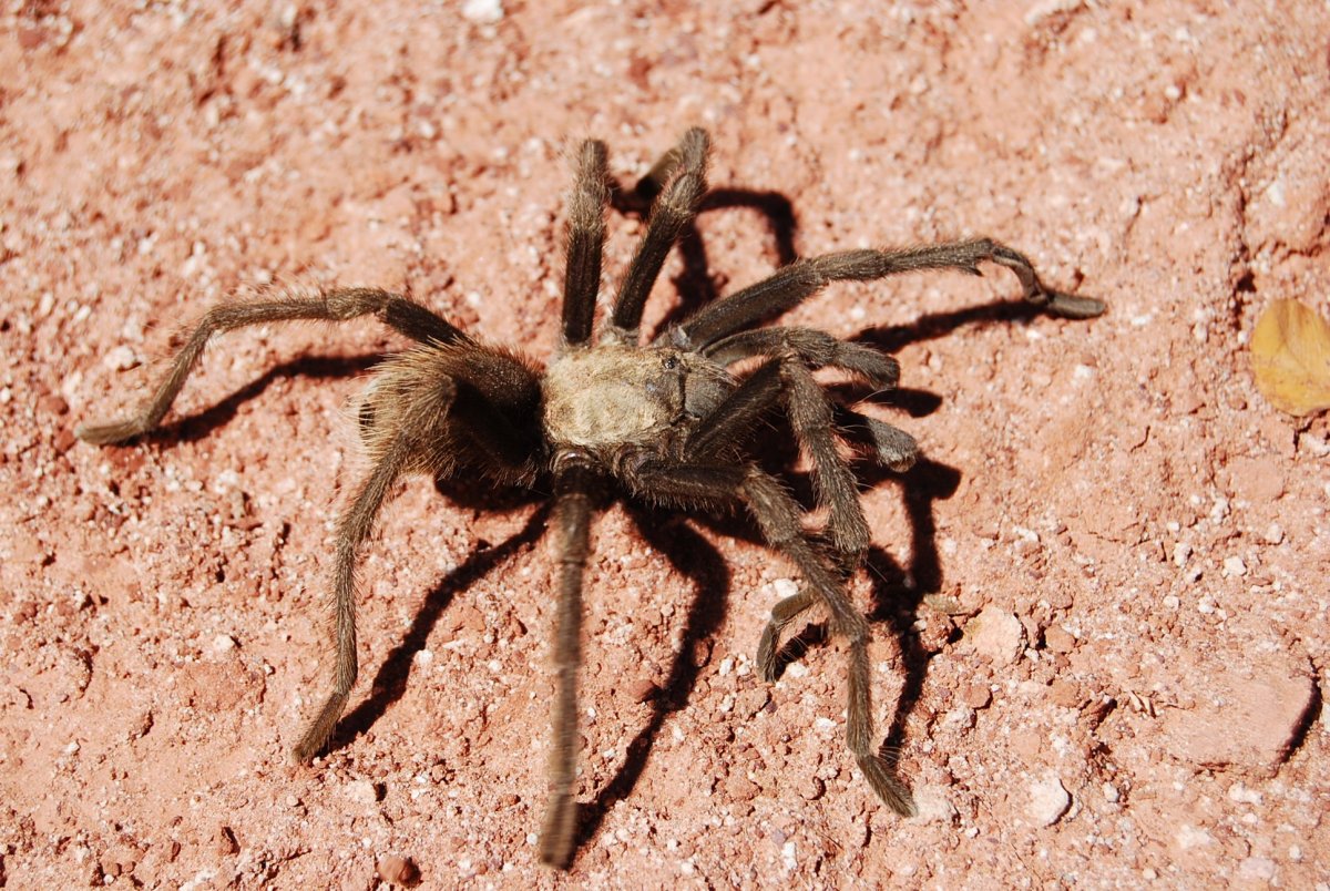 Пауки Калмыкии Тарантул