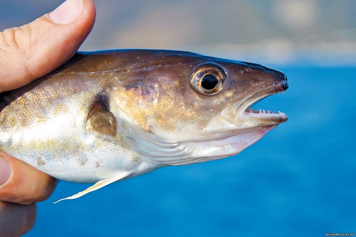 Рогатые морские существа