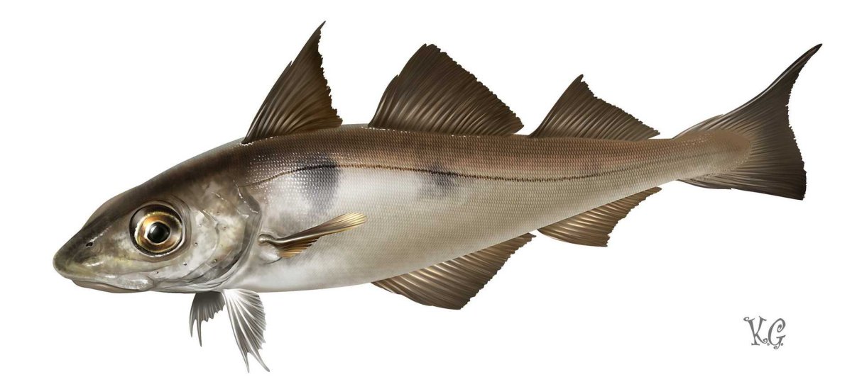 Морская рыба пикша