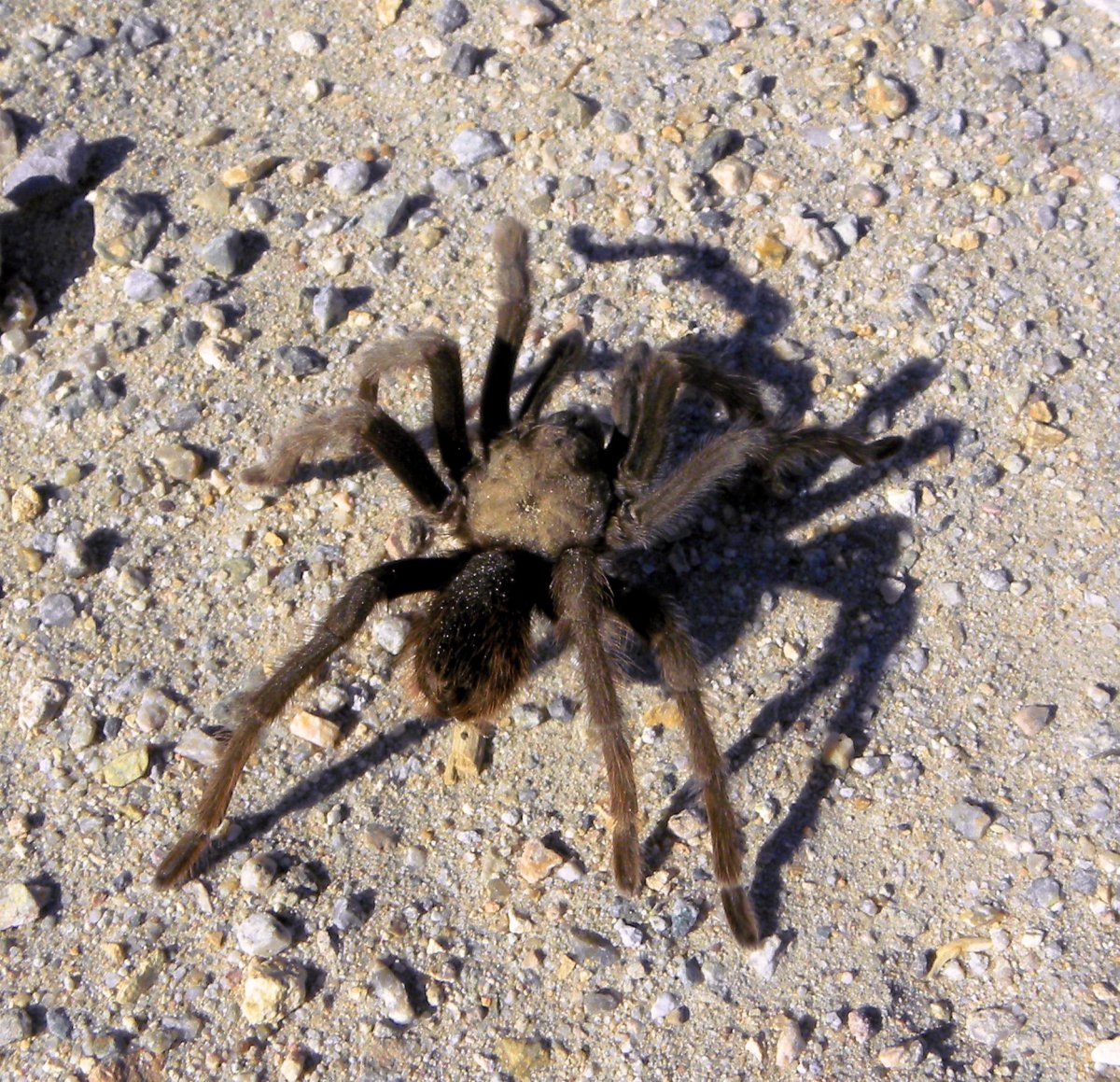 Песчаный Тарантул
