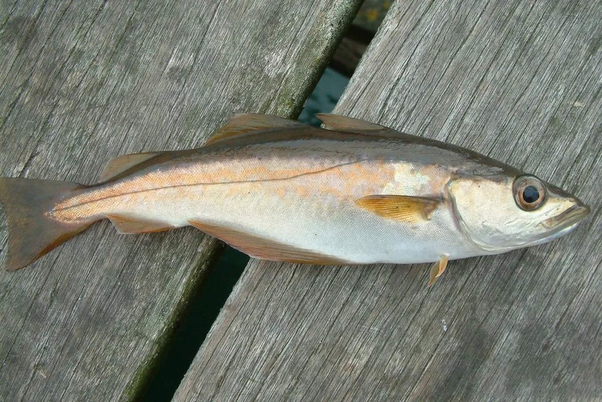 Морская рыба Сайда