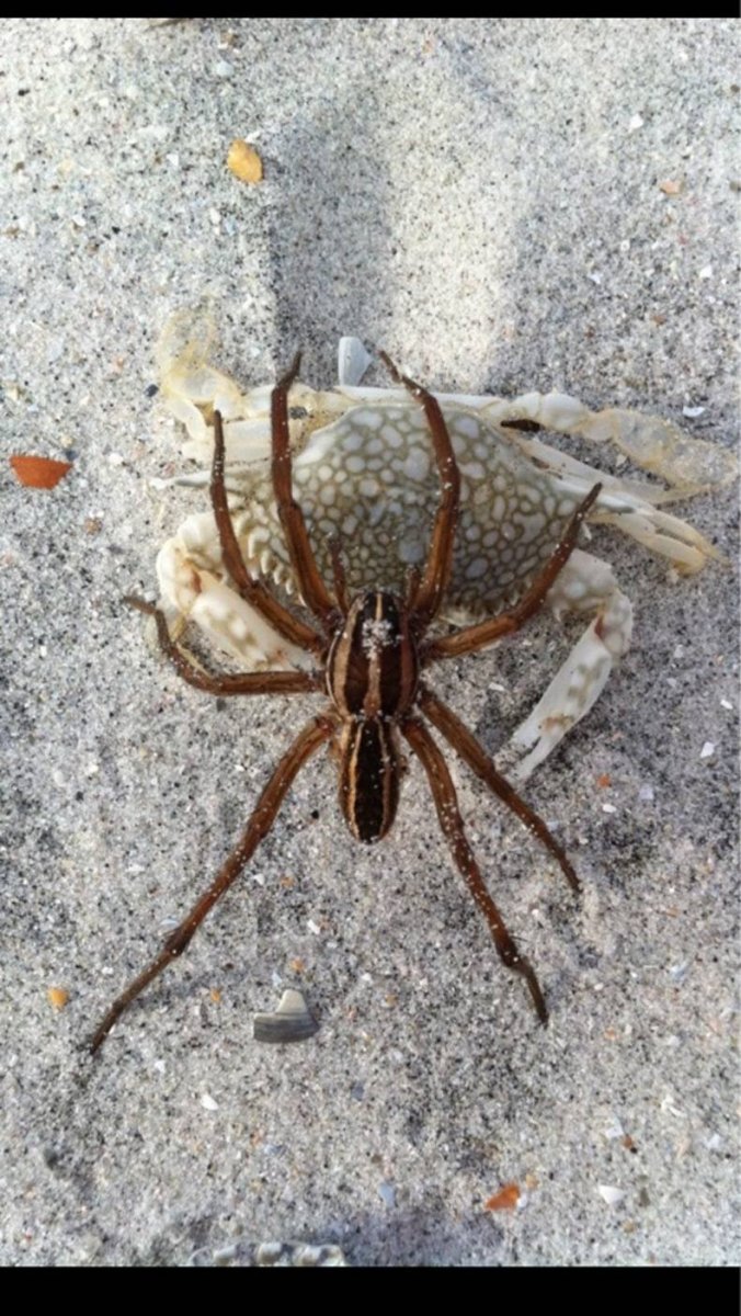 Паук во дворе