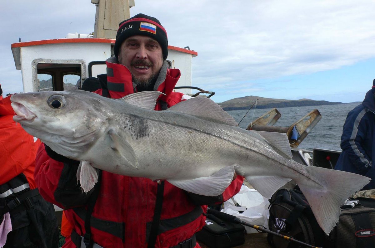 Морская рыба пикша