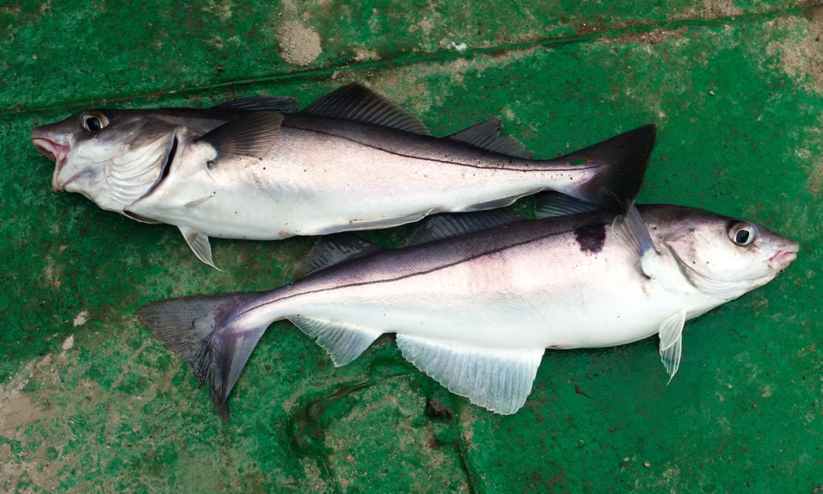 Морская рыба пикша